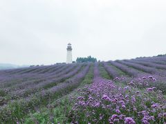 -紫颐香薰山谷景区