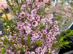 -循礼门鲜花花市(武汉循礼门店)