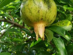 -武汉世外桃源农庄