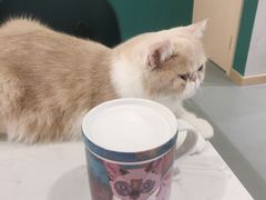 -飞行喵MR PILOT|猫舍·猫咖(静安大融城店)
