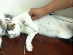 -中农大我爱我爱24h动物医院·中医针灸·猫专科·骨科医疗中心(双井店)