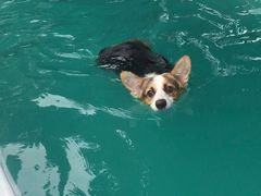 -翊宠yipet猫狗购宠庄园犬舍•猫舍