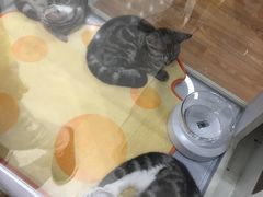 -COLOR PETS 撸猫馆·购猫·猫咖(长风大悦城店)