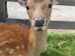 -前小桔亲子创意农场·草莓采摘·露营烧烤