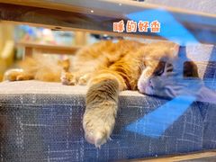 -藏猫猫咖啡主题馆(中央大道店)