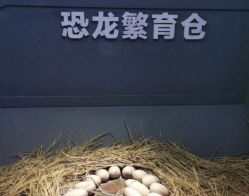 -恐龙探索乐园(磁器口店)