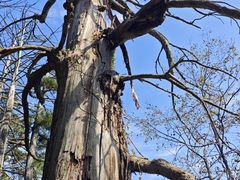 -天目山大树王景区
