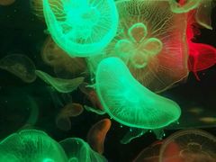 android_upload_pic-左海海底世界