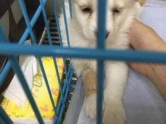-辛巴宠物医疗中心·骨科·内分泌专科·心肾专科(亭林公园店)