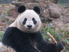 -中国大熊猫保护研究中心雅安碧峰峡基地