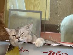 -平行世界·猫咖(首经贸店)