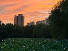 -莲花池公园
