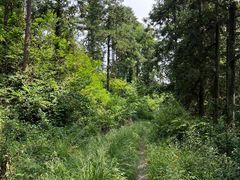 -东明山森林公园