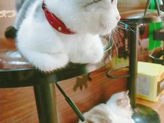 -李小姐の猫咖啡馆(五角场店)