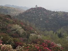 -贵州百里杜鹃风景名胜区