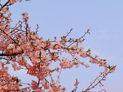 -上海辰山植物园
