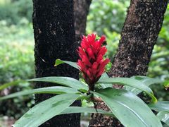 -中国科学院华南植物园