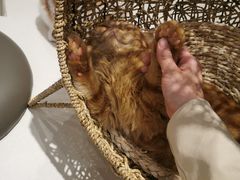 -飞行喵MR PILOT|猫舍·猫咖(静安大融城店)