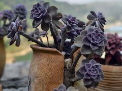 -孔雀湖生态旅游区