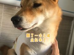 -北京观赏动物医院·24小时大型综合·猫专科·异宠专科