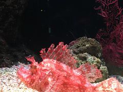 -暹罗海洋世界