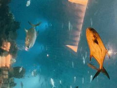 -海棠湾洲际-涛·海底餐厅·美人鱼·自助餐·海底隧道