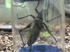 -上海昆虫博物馆