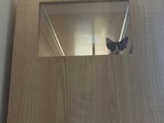 -山宅一喵德文卷毛猫舍