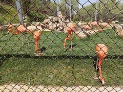 -沈阳森林动物园