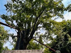 -上海佘山国家森林公园天马山园