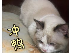 -lincat·猫舍(广州店)