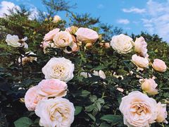 -人民公园(罗湖区)