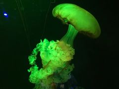 -欢乐海岸海洋奇梦馆