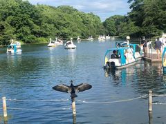 -井之头恩赐公园