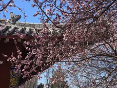 -桃花堤公园