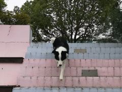 -汪说喵讲宠物乐园宠物酒店(红星美凯龙店)