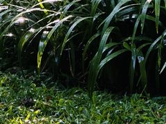 -广州珠江公园
