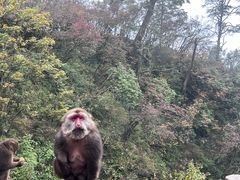 -峨眉山风景名胜区