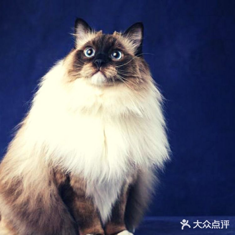 布偶猫最常见的颜色以及如何区分？