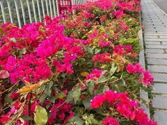 -梧桐山风景名胜区