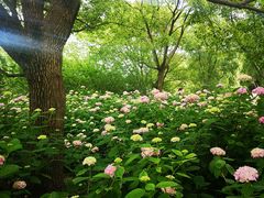 -上海滨江森林公园