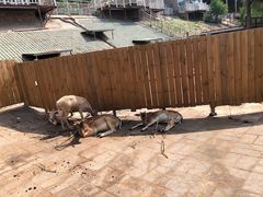 -北京鹿世界主题园