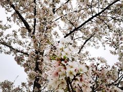 -合肥野生动物园