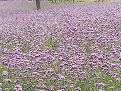 -杭州城北体育公园