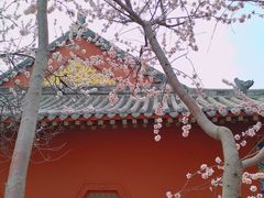 -桃花堤公园