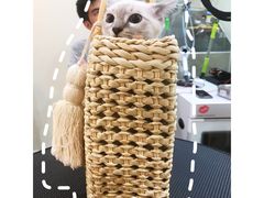 -momokira米努特·德文卷毛猫·棉花面纱犬