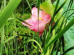 -陈家山荷花公园