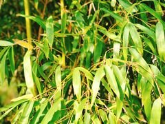 -小仙居·农家宴烤羊· 农庄