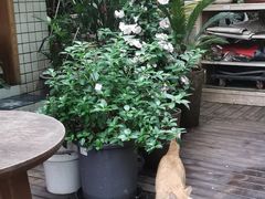 -懒鱼时光馆(沙坪坝店)