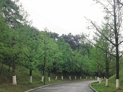 -铁山坪森林公园